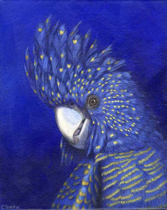 Black Cockatoo acrylic painting