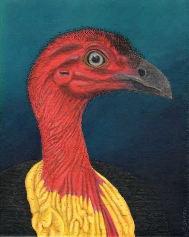 Bush Turkey acrylic painting