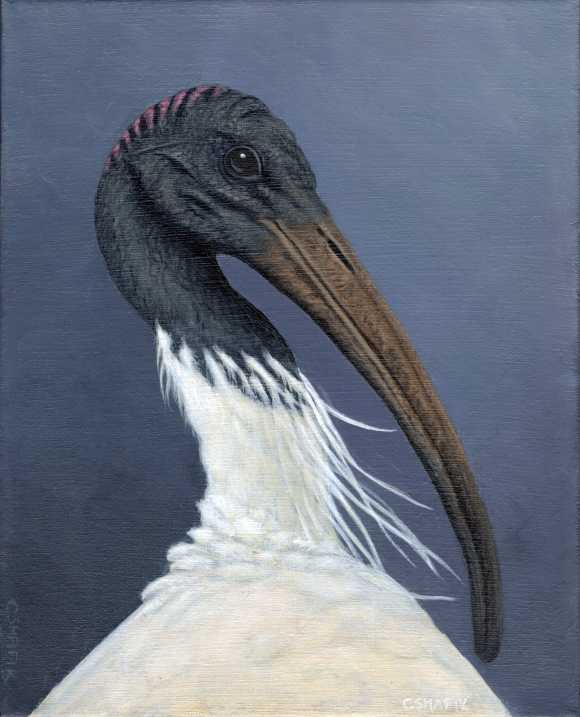 Australian Ibis acrylic painting
