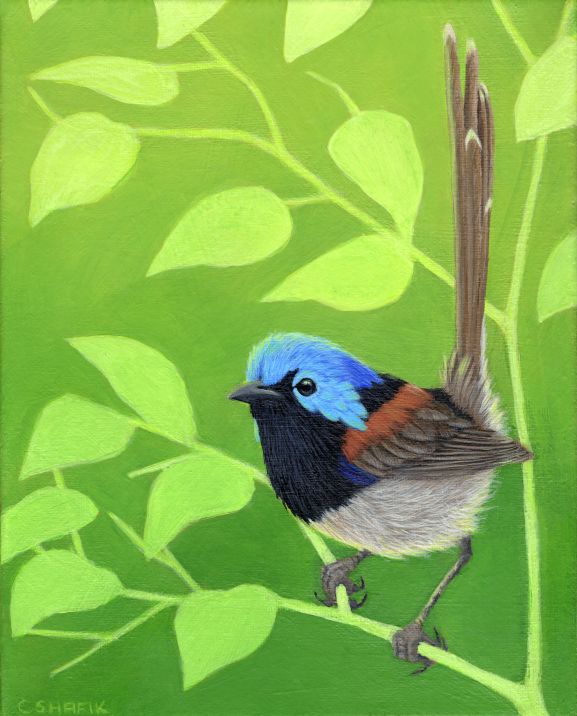 Variegated Fairywren acrylic painting
