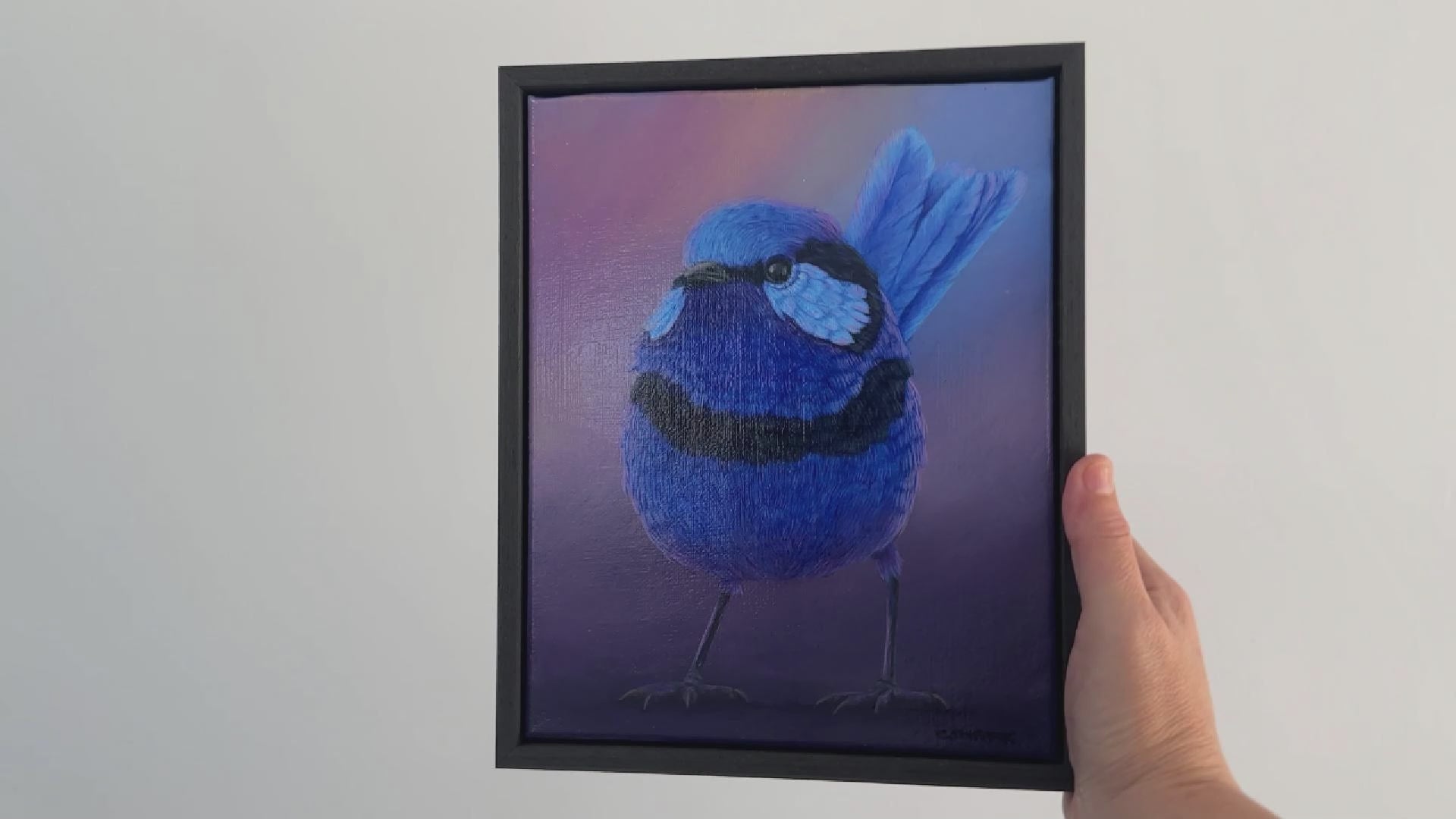 video of a Splendid Fairywren acrylic painting