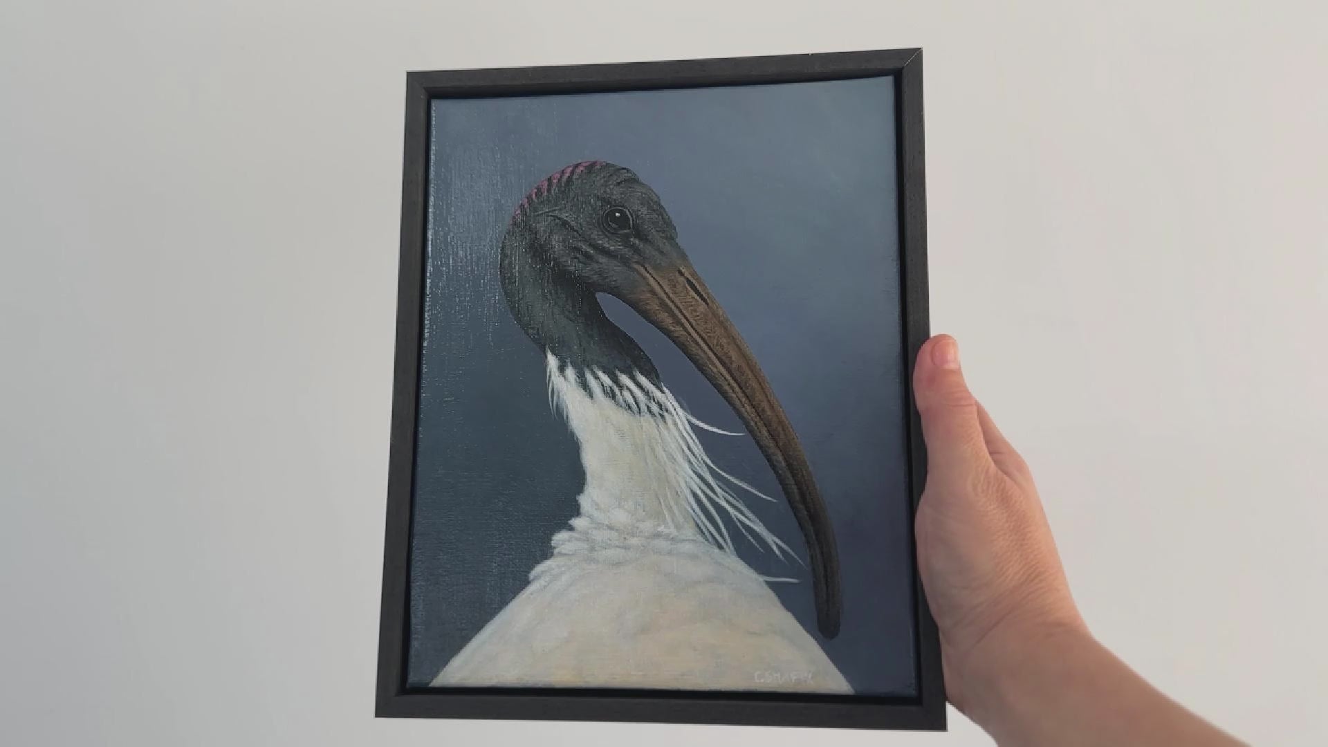 Video of Australian Ibis acrylic painting
