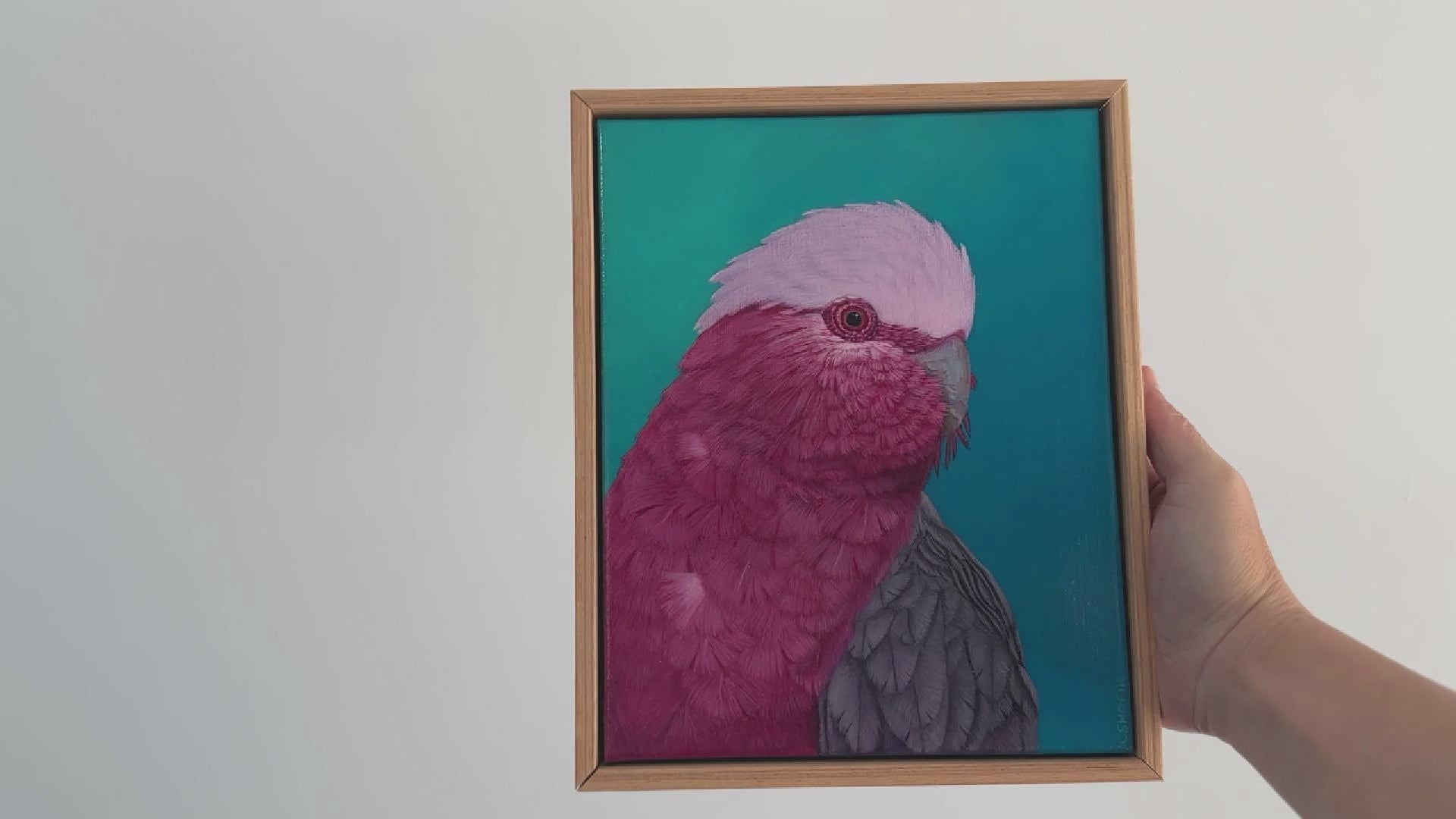 Video of a Galah acrylic painting